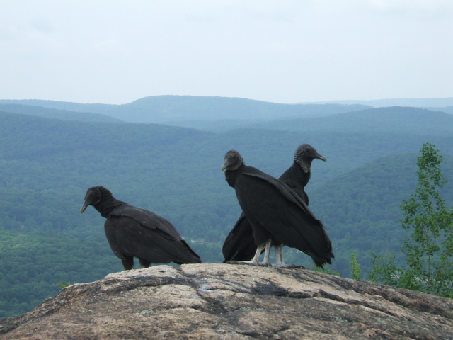 Appalachian Trail - Birds