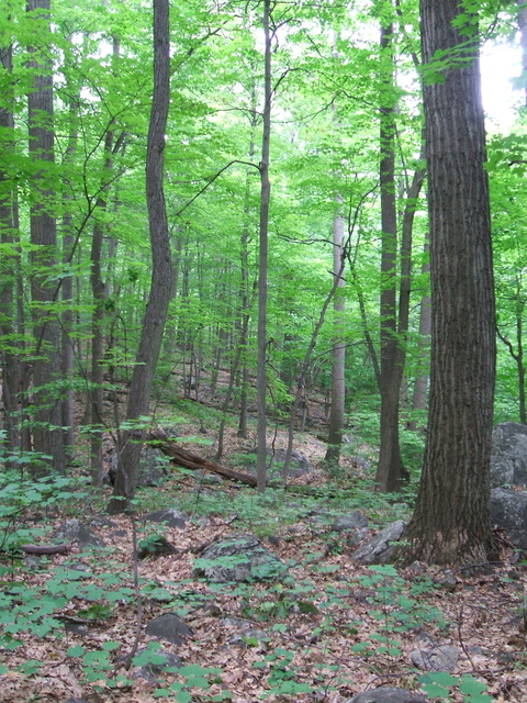 Appalachian Trail - 