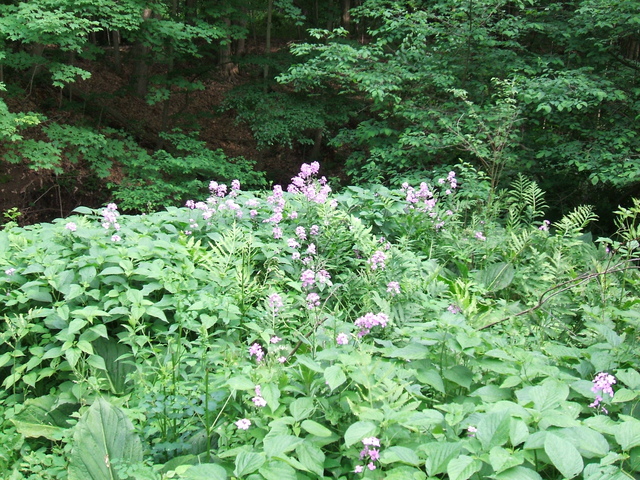 Appalachian Trail - Flowers