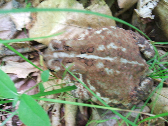 Appalachian Trail - Toad