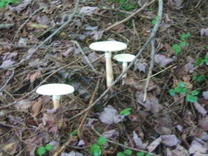 Appalachian Trail Mushrooms
