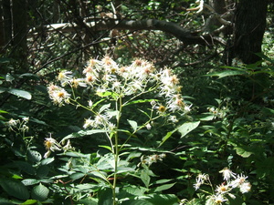 Appalachian Trail White flowers