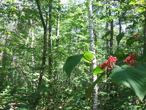 Appalachian Trail Red Berries