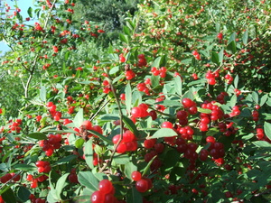 Appalachian Trail Red berries