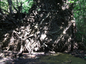 Appalachian Trail Tree roots