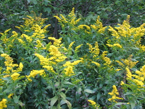 Appalachian Trail Yellow Flowers