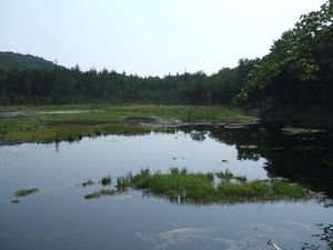 Appalachian Trail Sucker Pond (?)