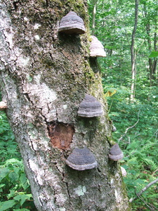 Appalachian Trail Fungus