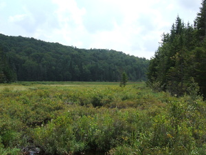 Appalachian Trail Meadow