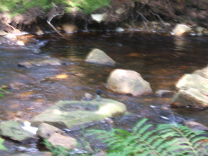 Appalachian Trail Sound Recording