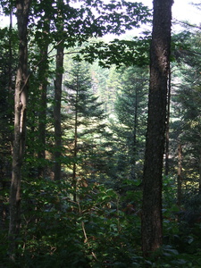 Appalachian Trail 