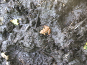 Appalachian Trail Frog