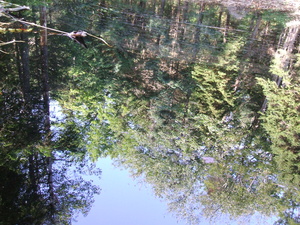Appalachian Trail Reflection in beaver pond