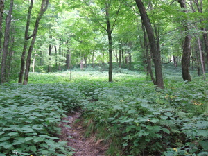 Appalachian Trail 