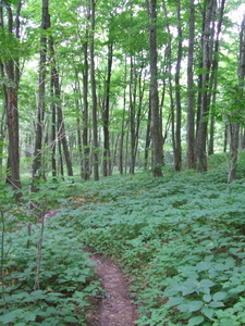 Appalachian Trail 