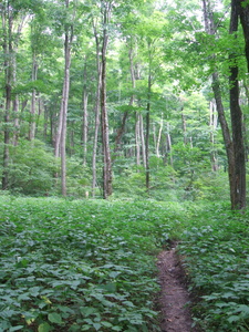 Appalachian Trail 