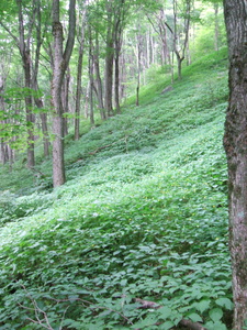 Appalachian Trail 