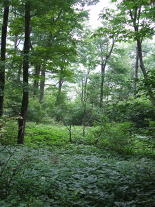 Appalachian Trail 