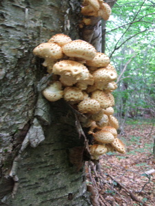 Appalachian Trail Fungus