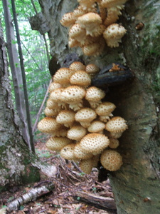 Appalachian Trail Fungus