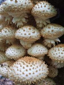 Appalachian Trail Fungus