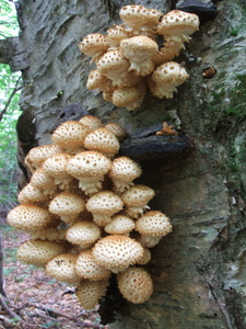 Appalachian Trail Fungus