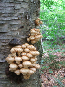 Appalachian Trail Fungus