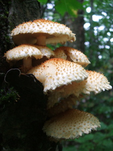 Appalachian Trail Mushrooms