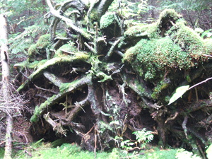 Appalachian Trail Roots from a fallen tree