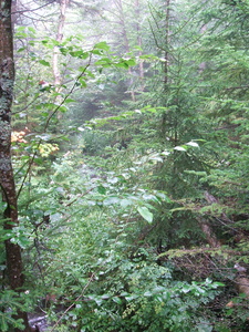 Appalachian Trail 