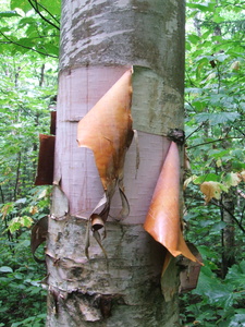 Appalachian Trail Pealing tree bark