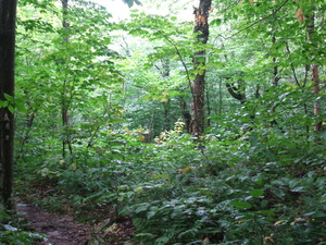 Appalachian Trail 