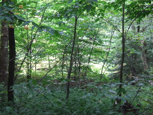 Appalachian Trail 