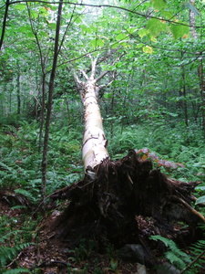 Appalachian Trail Downed tree