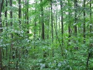 Appalachian Trail 