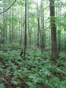 Appalachian Trail 