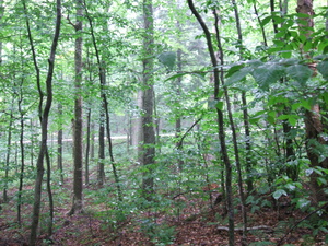 Appalachian Trail 