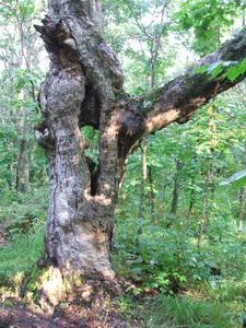 Appalachian Trail Interesting Tree