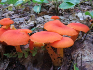 Appalachian Trail Orange Mushrooms
