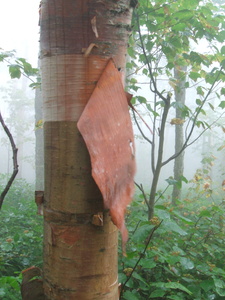 Appalachian Trail Tree with peeling bark