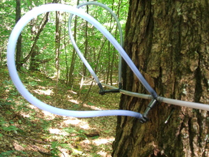 Appalachian Trail Maple sap harvest tubing