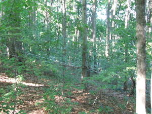 Appalachian Trail Maple sap collection tubes