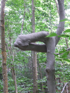 Appalachian Trail Twisted tree trunk