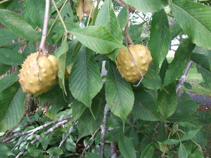 Appalachian Trail Fruit