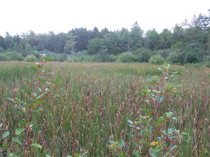 Appalachian Trail Meadow