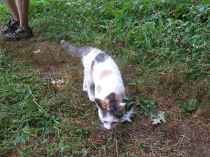 Appalachian Trail The traveling cat