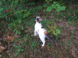 Appalachian Trail Cat