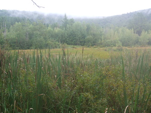 Appalachian Trail Meadow