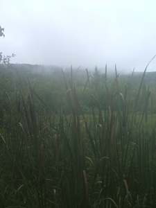 Appalachian Trail Meadow