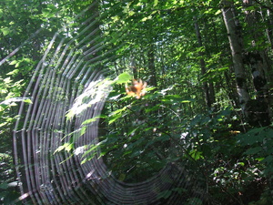 Appalachian Trail Spider and web.